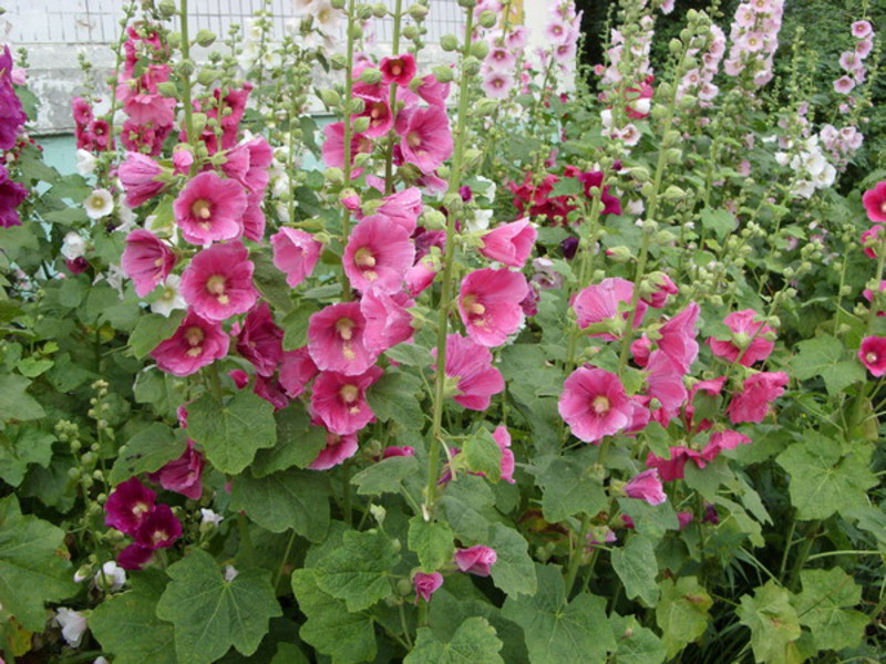 The use of mallow in landscape design