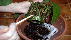 Beschrijving van noodgevallen wanneer een orchideeëntransplantatie nodig is