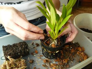 Mga sunud-sunod na tagubilin para sa paglipat ng isang orchid sa bahay