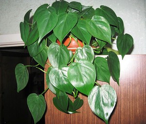 Philodendron die thuis in een pot klimt.