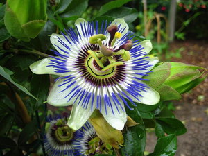 Passionflower adalah tanaman memanjat yang mekar dengan sangat aktif di rumah.