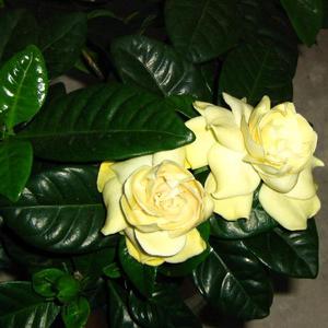 Gardenian kukat voivat olla valkoisia tai keltaisia.