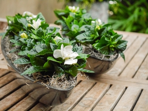 Gardenia sælges i blomsterbutikker i potter