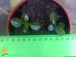 Mga germaning gardenia seed - ang mga sprouts ay nakatanim nang tama.