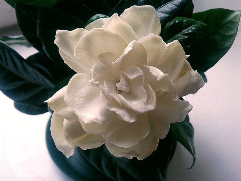 Οι ανθίσεις Gardenia μπορούν να ξεκινήσουν στο σπίτι την άνοιξη ή το καλοκαίρι.