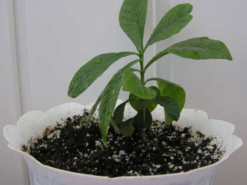 Gardenia kan thuis uit zaden worden gekweekt.
