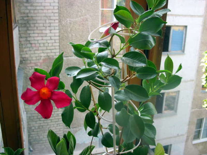 La dipladenia, sebbene chiamata albero messicano, è anche una pianta rampicante.