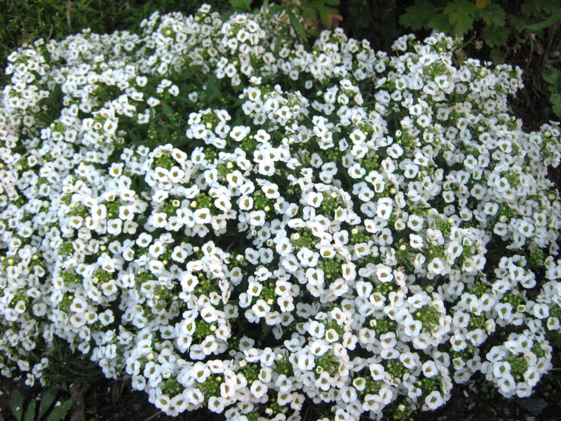 Lobularia in Blumenbeete pflanzen