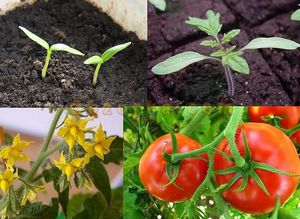 Как протича вегетацията на растенията при различни условия