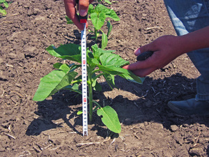 Augalų vystymosi kontrolė yra svarbi sodininko užduotis.