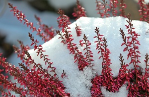 Le piante attraversano un periodo dormiente in inverno.
