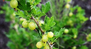 Цариградско грозде - вегетационен период, растеж на плодовете.