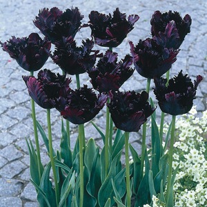 Tulpen - variëteiten en namen