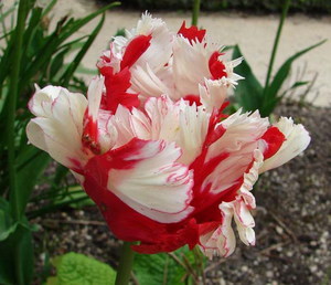 Kagiliw-giliw na mga katotohanan tungkol sa tulips