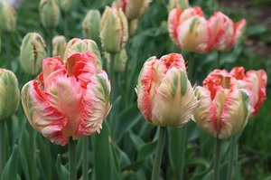 Ak trồng hoa tulip trong vườn