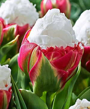 Ciri-ciri penjagaan tulip