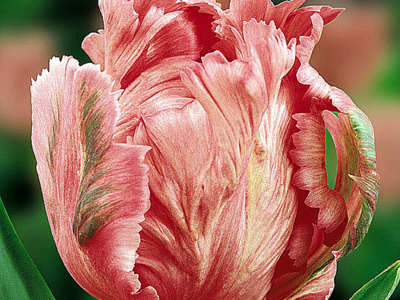 Sotr tulipán
