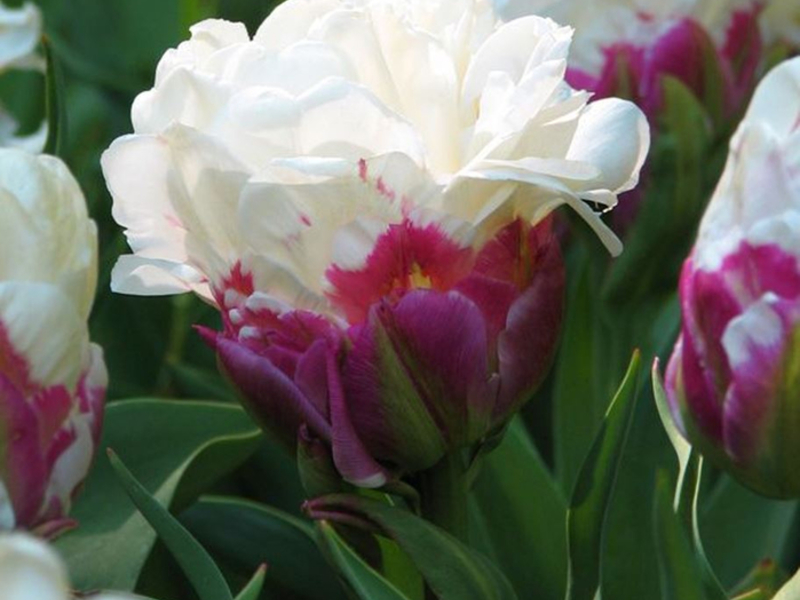 Cách hoa tulip phát triển