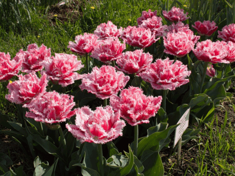 Hoa tulip Terry