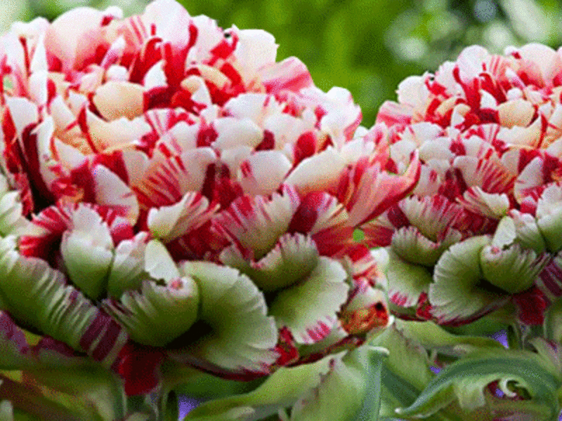 Varianter av tulipaner