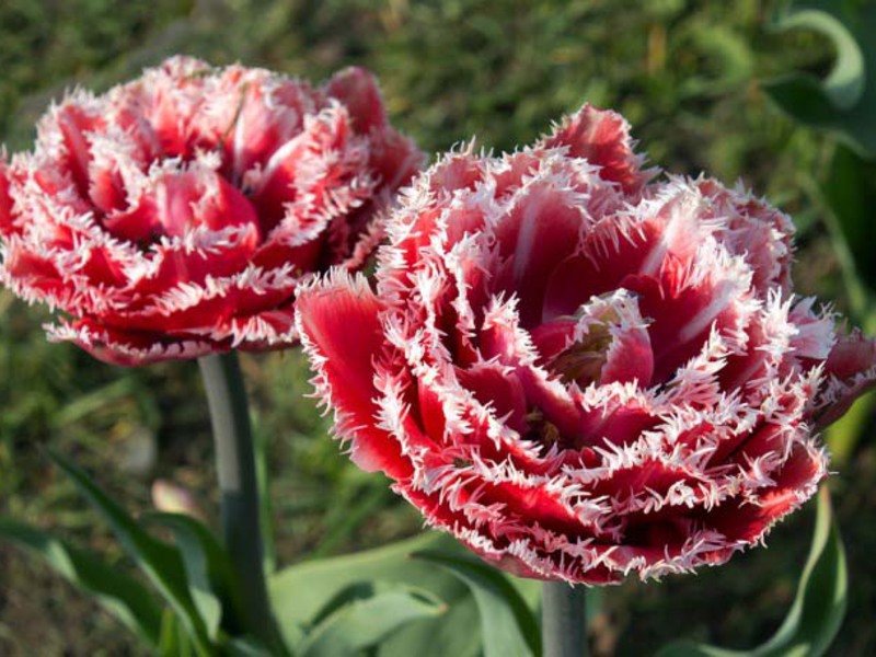 Come far crescere un favo di tulipani
