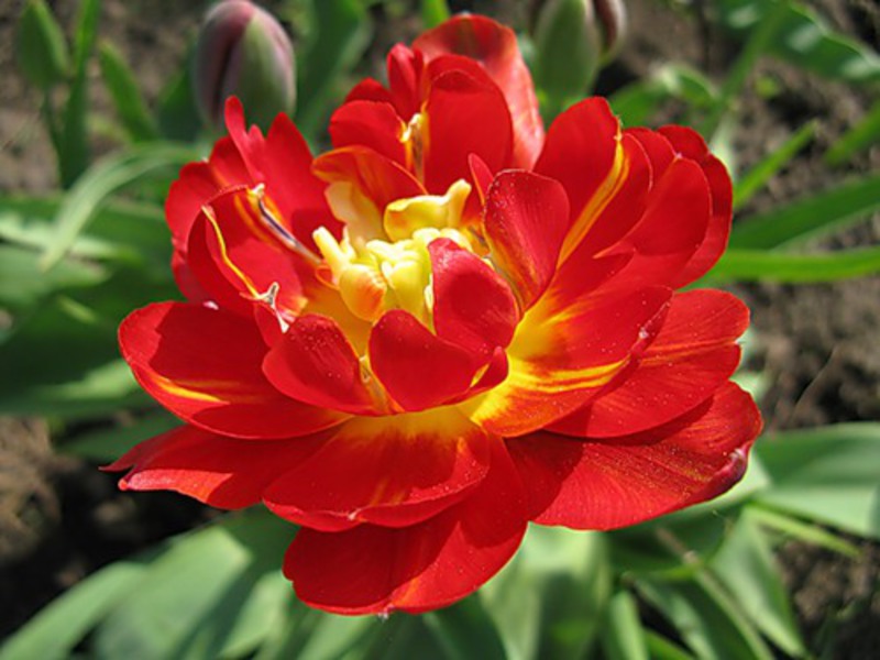 Sotr tulipan