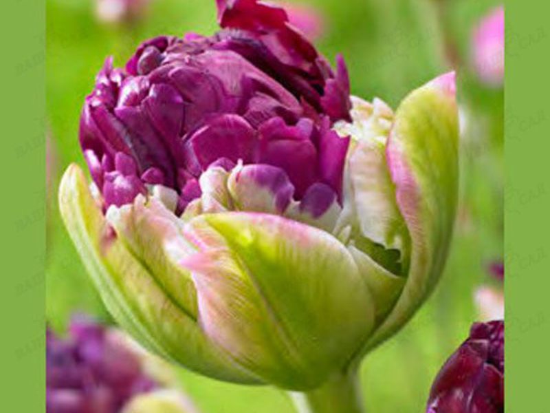 Hoa tulip vẹt