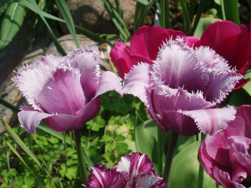 Tulipány v zahradě