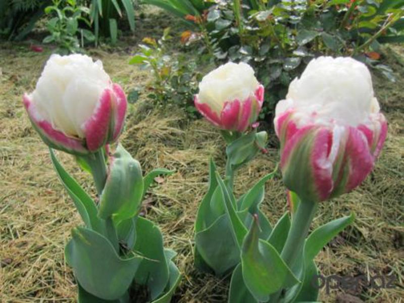 Sự thật thú vị về hoa tulip