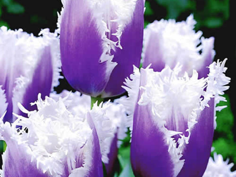 Các loại hoa tulip
