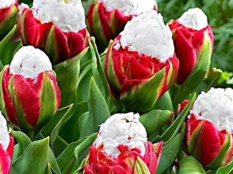 Froté tulipány z neskorej pivonky