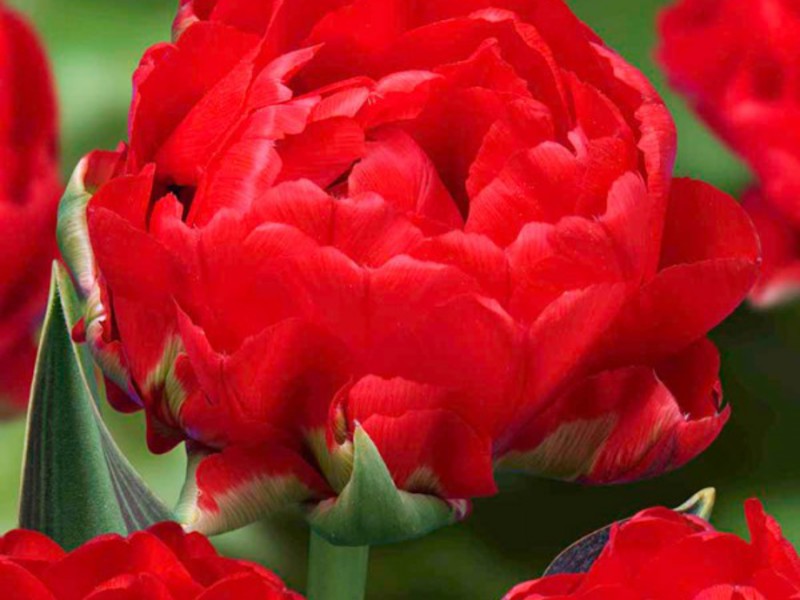 Các loại hoa tulip