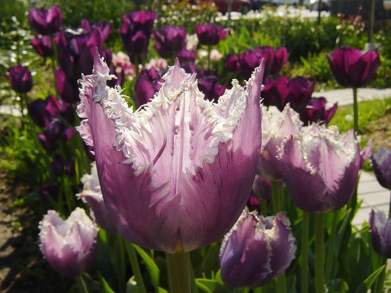 Un endroit plat et bien éclairé convient à la culture des tulipes.