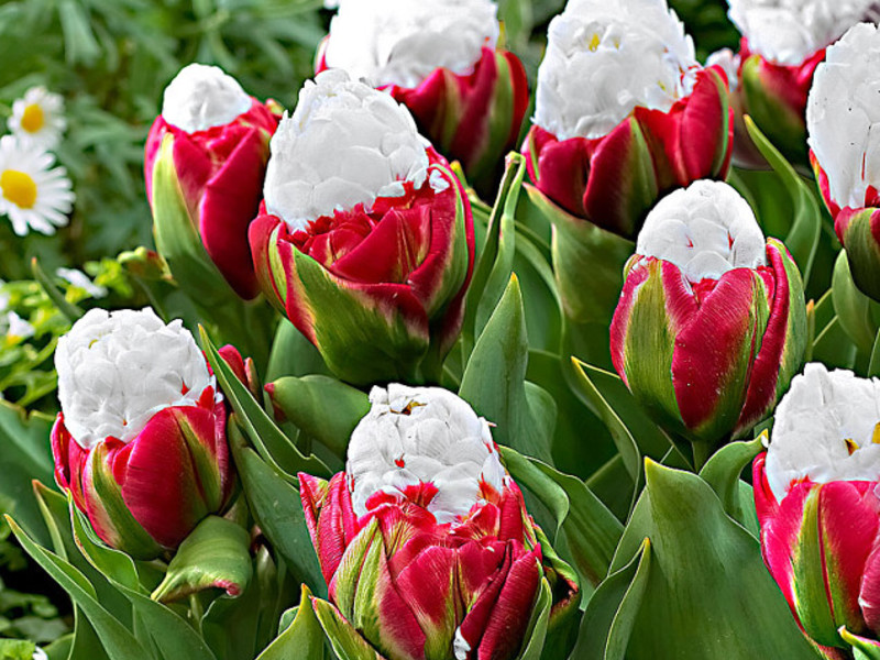 Hoa tulip Abigail