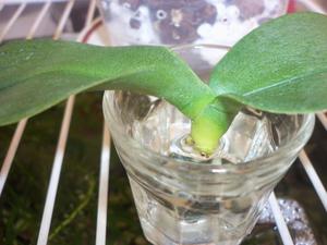 Phalaenopsis orchidėja išdygsta stiklinėje vandens