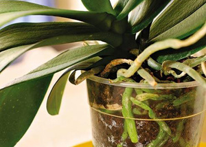 Een orchidee zonder wortels kan met voeding in water worden gereanimeerd.