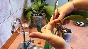 Säästämme orkidean kotona - uudet juuret ilmestyvät asianmukaisella hoidolla