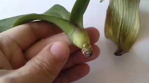 Een orchidee groeit zonder wortels in een bak met water