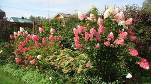 La hortensia decorará cualquier macizo de flores.