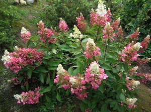 Хортензија Пинки Винки је врста прелепих цветова.