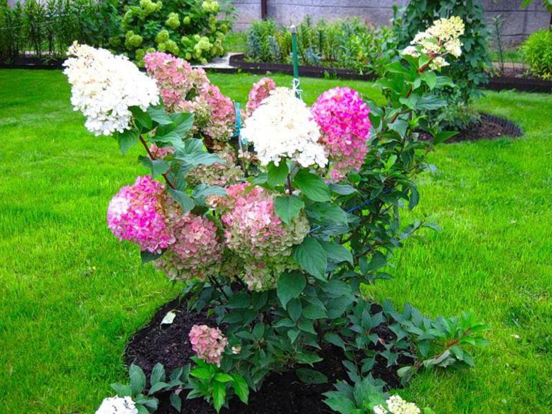 Hydrangea paniculata může růst například jako celý keř nebo samostatně na trávníku.