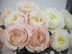 Bó hoa hồng mẫu đơn rất đẹp.