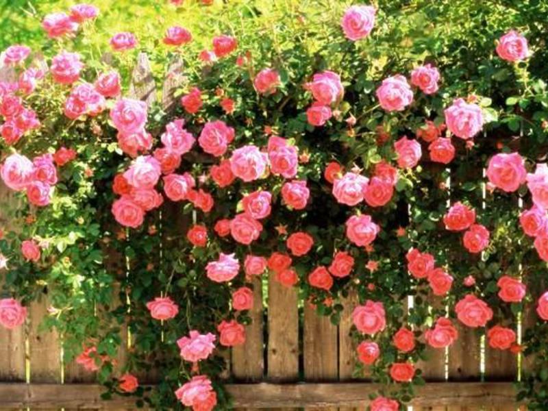Hàng rào hoa hồng mẫu đơn rất đẹp.