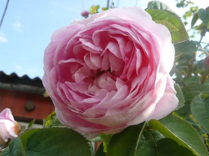 Bijūno rožių pumpuras - nuotrauka iš arti.
