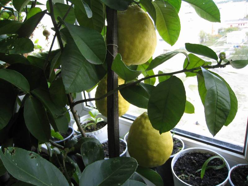 Vidinės citrinos Ponderosa išvaizdos aprašymas
