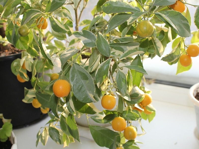 Una descrizione caratteristica del variegato limone da interni Eureka