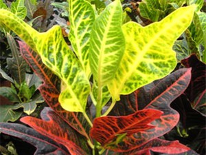 Codiaum Disraeli - une variété aux feuilles très typiques