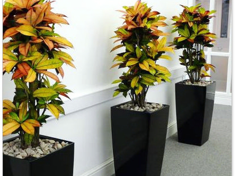 Croton di pot bunga boleh menjadi hiasan bukan hanya di rumah, tetapi juga di lokasi.