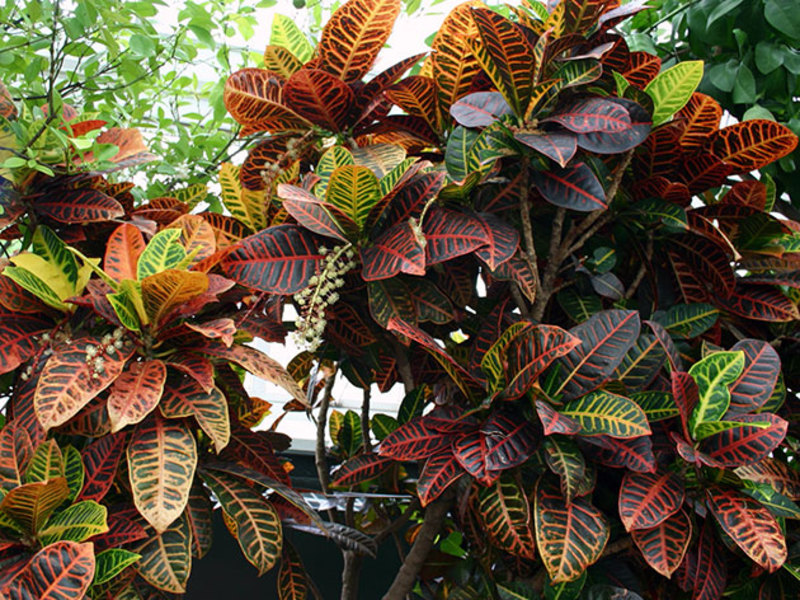 Croton pestrý je atraktívna okrasná rastlina.
