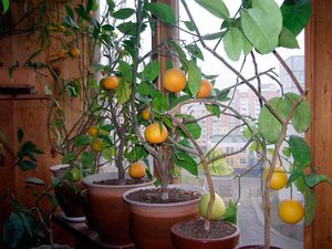 Sisätiloissa kasvavien sitruunoiden vivahteet